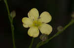 Stiff yellow flax